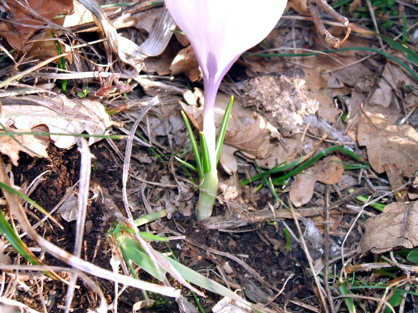 Crocus da determinare